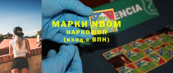сатива Новокубанск