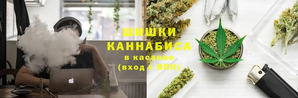сатива Новокубанск