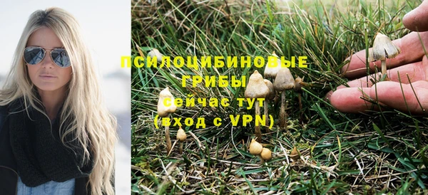 сатива Новокубанск